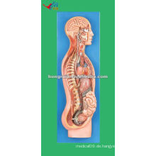 HR / A18110 Fortgeschrittenes PVC anatomisches sympathisches Nervensystemmodell